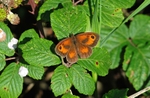 Gatekeeper