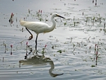 Little Egret