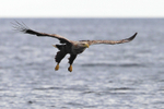 White-tailed Sea-eagle on a gliding approach to pick up fish bait