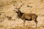 Royal Stag in Glen Etive, Highland