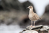 Kelp Gull (juvenile) on rock, Chile