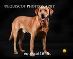 equiscot1645