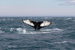 Humpback Whale  (tail fluke)