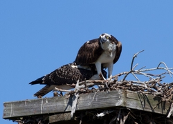 Osprey_0019