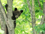 Black Bear cub peers out from tree, Minnesota, USA