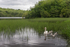 Swan and cygnets on Lough Erne, County Fermanagh.