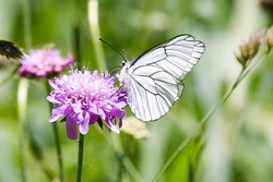 Black Veined White