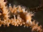 Duvaucelia odhneri