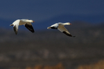 Snow Goose pair in flight, dark sky, Bosque del Apache, New Mexico