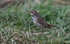 Bluethroat