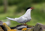 SBT003: Arctic tern