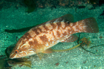 Labrus bergylta