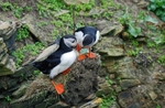 Puffins
