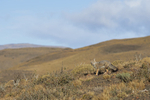 South American Grey Fox