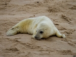 Atlantic Grey Seal