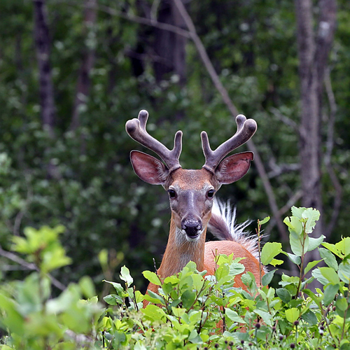 A young buck casts a confident gaze towards the camera and raises his tail at the same time.