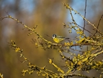 Blue Tit