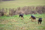 WJ5_6159