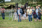 Guernsey Agricultural Show 2021-14