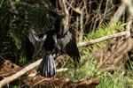 Anhinga (male) drying wings, Corkscrew Swamp, Florida