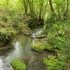 lush vegetation  along the Rio Maggiore...