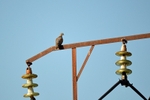 Turtle Dove