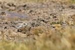 Puna Plover (juvenile), Quepiaco, Chile