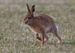 Brown Hare