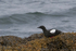 Black Guillemot
