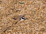 Little Ringed Plover
