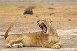 _M7B0073 Amboseli
