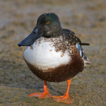 Shoveler portfolio