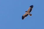 Booted Eagle (pale phase)