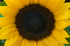 Sunflower - 4491