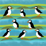 Lots of puffins