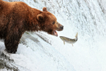 Brown Bear & leaping Sockeye Salmon at Brooks Falls, Katmai, Alaska