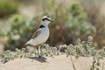 Kentish Plover
