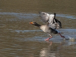 5.Greylag Goose Taking Off