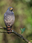 Roadside Hawk portrait, Costa Rica