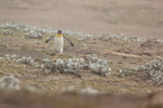 King Penguin returning from beach, Saunders Island, Falklands