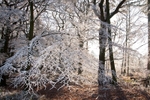 Frosted Branch