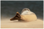 Sandstorm