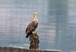 White tailed eagle - Haliaeetus albicilla