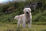 Lighthouse Dog 1