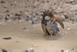 House Sparrow