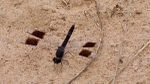 A Male Banded Groundling Dragonfly