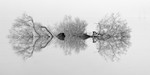 Mannus Asymmetry
