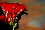 Painted Paint