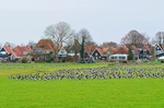 Barnacle Geese
