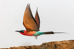 Carmine Bee-eater